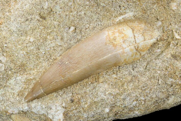 Fossil Plesiosaur (Zarafasaura) Tooth - Morocco #119659